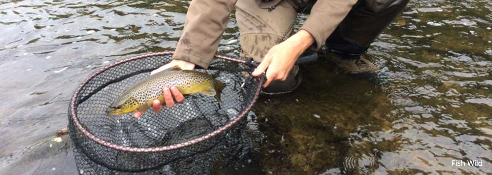 Landing a trout with Fish Wild