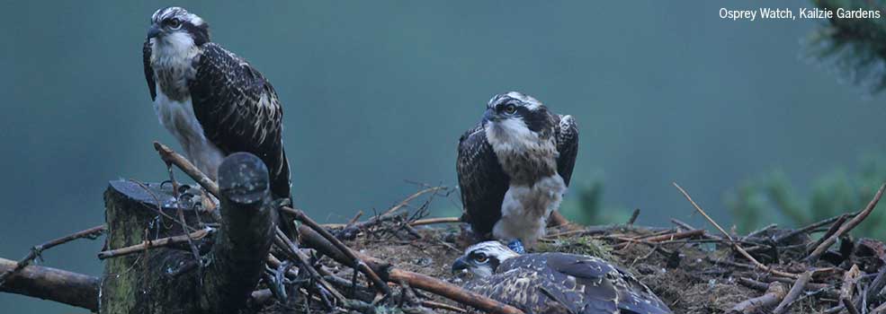 Osprey Watch Kailzie Gardens
