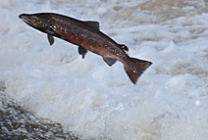 Philiphaugh Salmon Viewing Centre and Waterwheel Café Philiphaugh Salmon Viewing Centre and Waterwheel Café